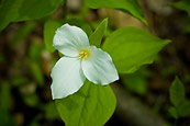 Trillium Grandiflorum
